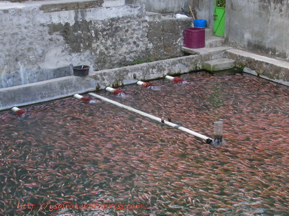 Air dan Ketahanan Pangan