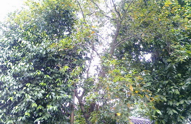Daun berguguran dari Pohon nan Hijau