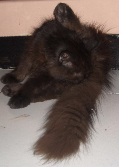 "Njilatin bokong, rasanya apa ya?"