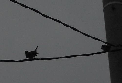 Kehidupan Menjelang Senja Sepasang Burung
