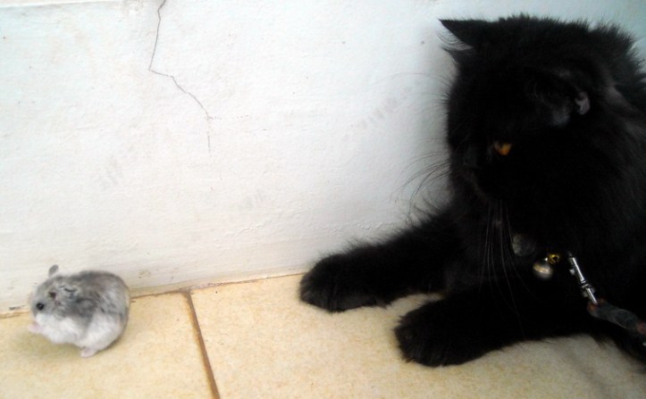 Weekly Photo Challenge Juxtaposition