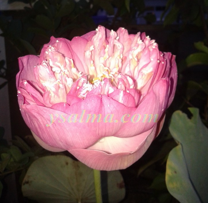 <p><img title="Bunga Lotus Cantik" src="https://ysalma.com/wp-content/uploads/2014/03/bunga-lotus-pink.jpg";alt="Bunga Lotus Mekar"/></p>