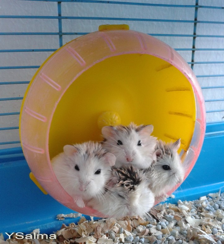 Si Cantik dalam kerangkeng