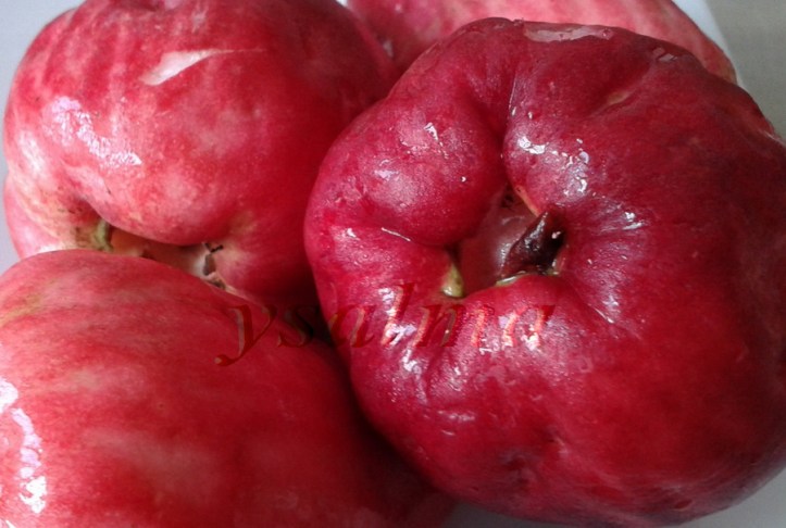 Jambul Bol Merah Segar