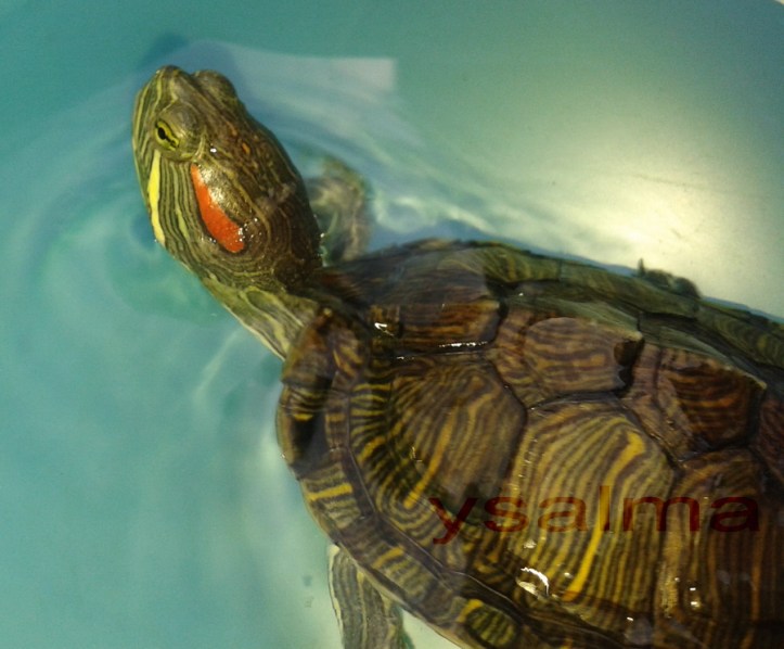 Kura-Kura Kuping Merah Berendam