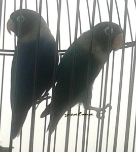 Kita satu sangkar, tapi kok saling melengos?