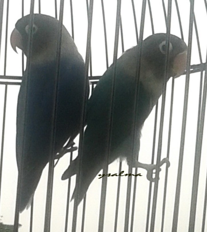 Kita satu sangkar, tapi kok saling melengos?