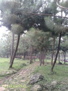 Taman Pinus di pelataran Curug Cipamingkis