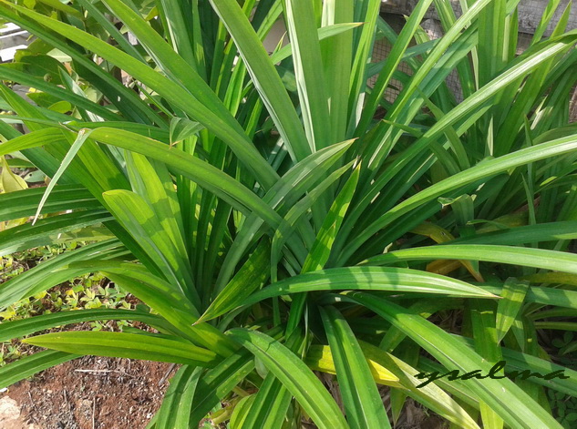 Foto Daun Pandan Wangi, sekelilingnya jadi harum.