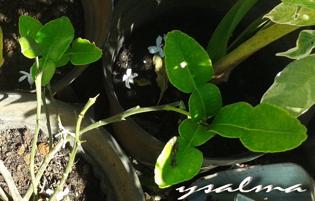 Daun Jeruk Purut tinggal beberapa, saking seringnnya di potek untuk rempah masakan :)