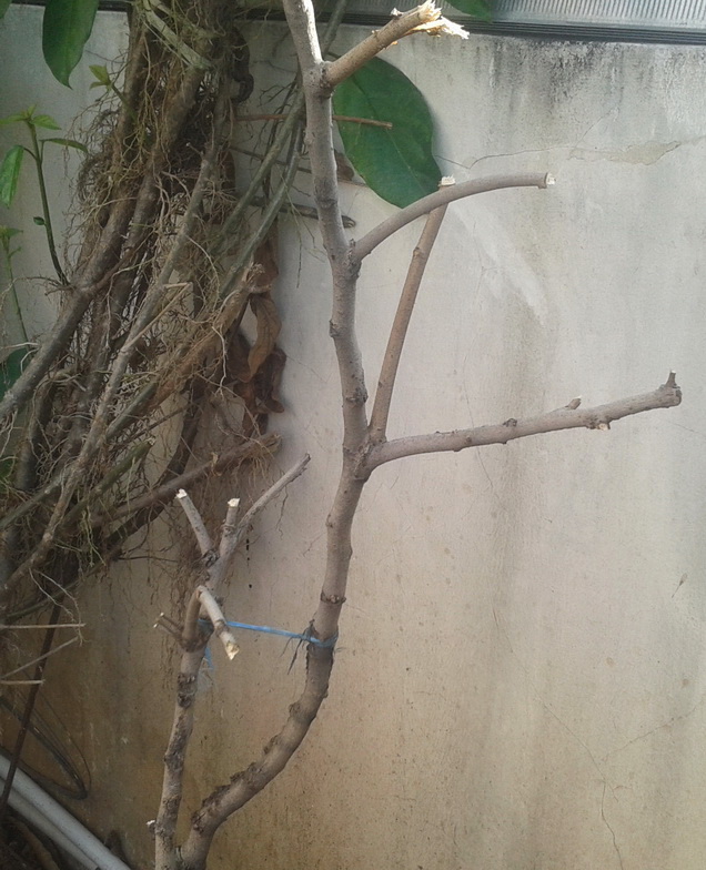 Resiko Tanaman di Pot