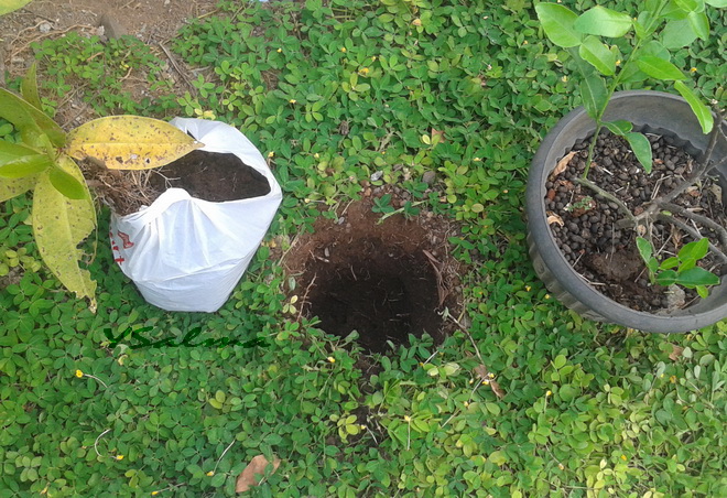 Pohon jeruk masuk kantong, jeruk purut siap pindah tempat.