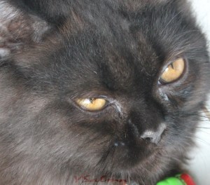 Mata Kucing pernah kedutan ga ya?