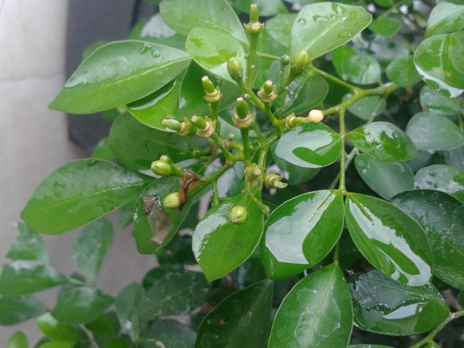 Air hujan dan pentil bunga