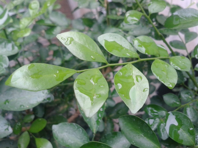 Air hujan diatas Daun