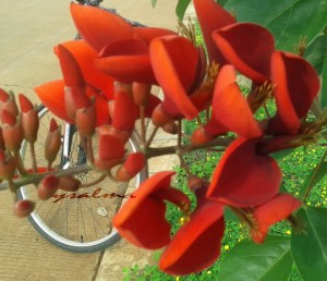 Foto malu-malu dibalik bunga