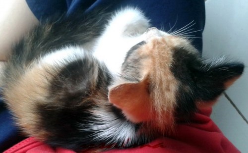 Walau aku betina, tetap boleh leyeh-leyeh dipangkuan majikan :)