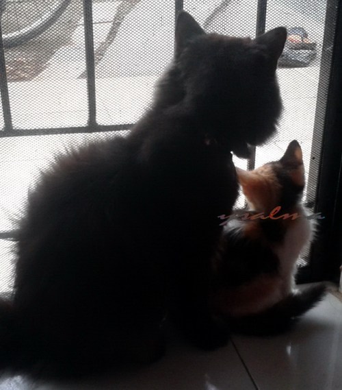 Penghuni Menatap Masa Depan