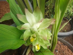 Bunga Kunyit cantik juga :)