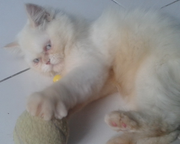 Selamat Datang  Wizy