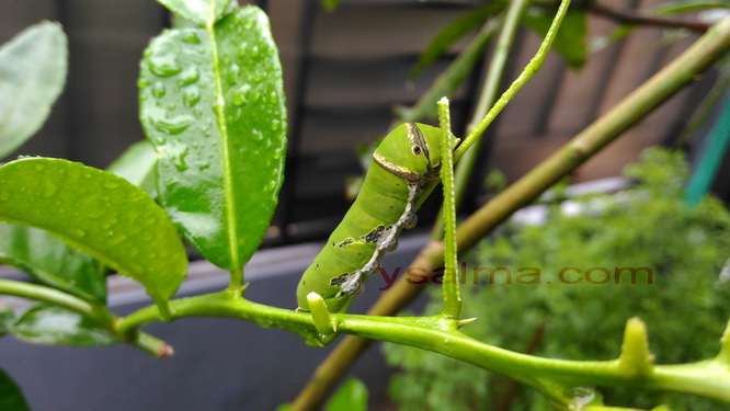 Apa Benar Pasangan Saat Ini Adalah Soulmate