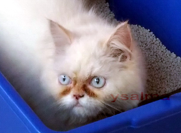 Bagaimana Cara Melupakan Bahasa Kebun Binatang Yang Terlontar Saat Emosi