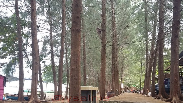 Pantai Sago Pohon Cemara Laut