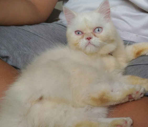 fakta-kucing-betina-yang-usia-puber