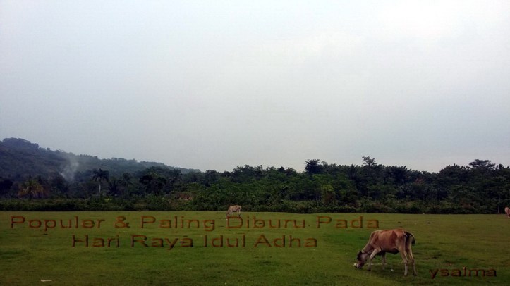 populer-dan-paling-diburu-pada-hari-raya-idul-adha