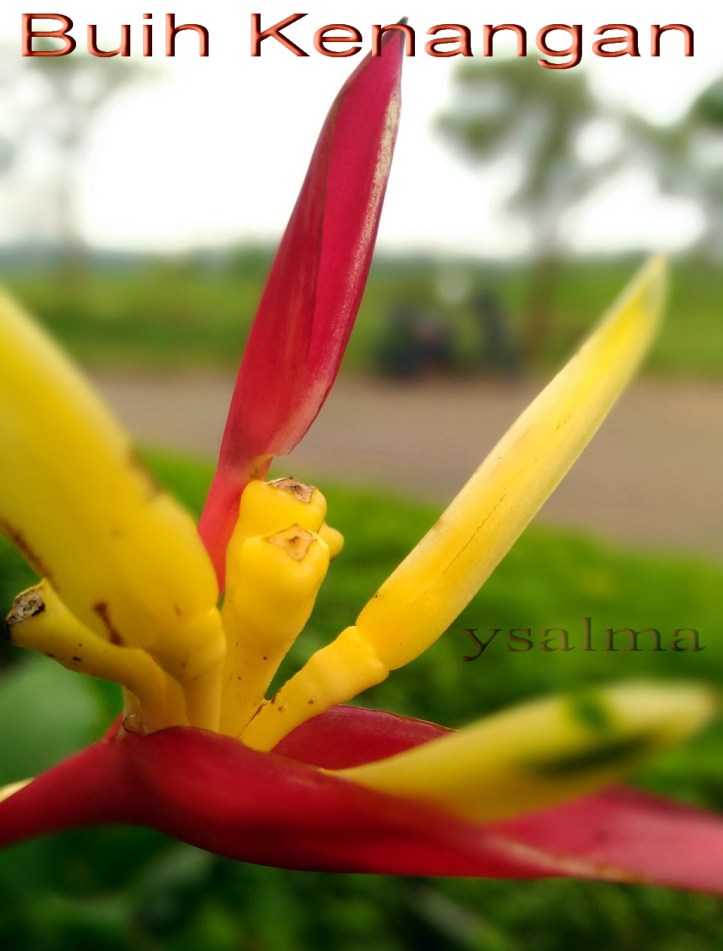 buih-kenangan