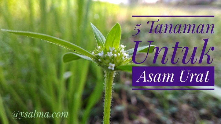 5 Tanaman Alami Untuk Pengobatan Asam Urat