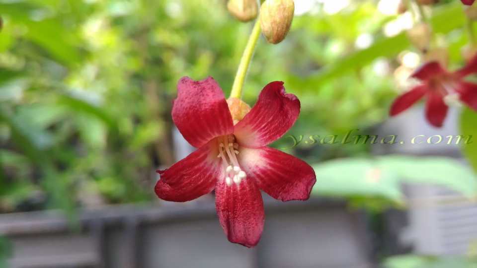Bunga Belimbing Merah Menggoda