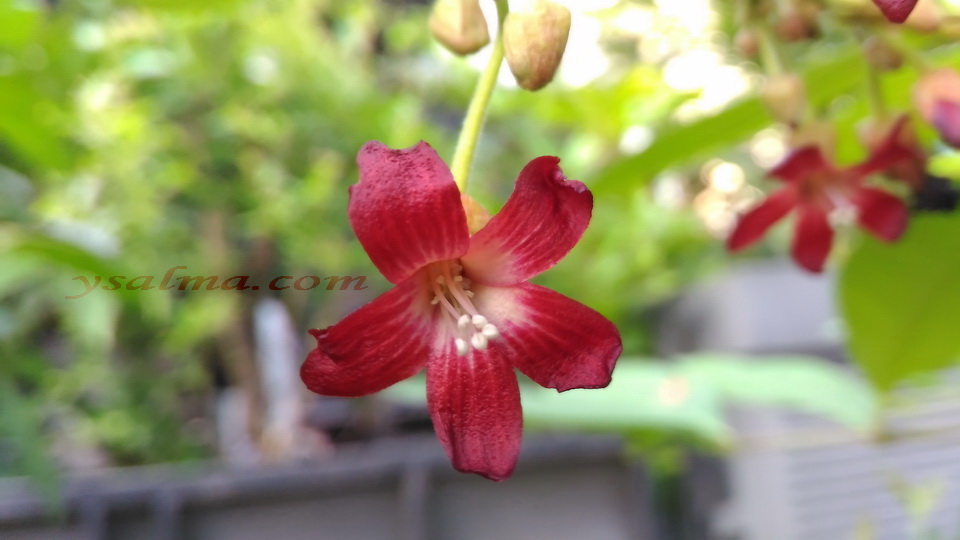 Bunga Belimbing Wuluh