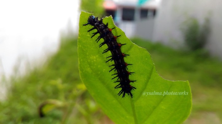 Transformation Bunga dan Ulat Bulu