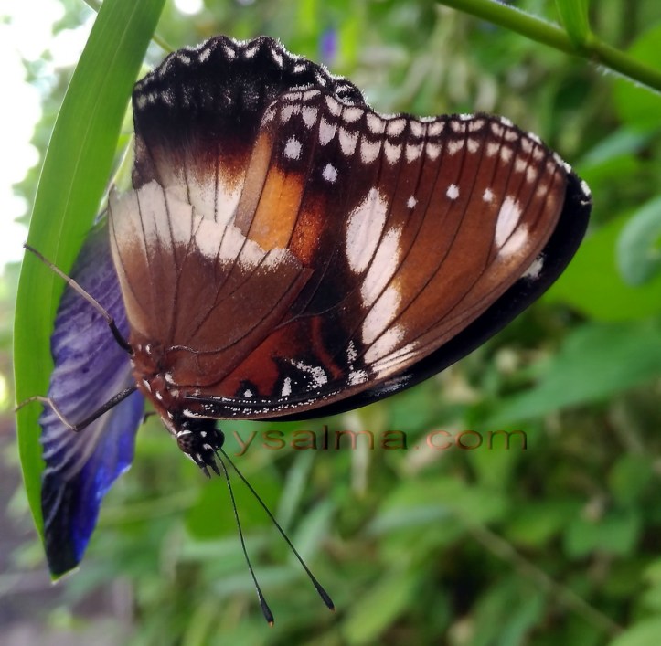 Transformation Butterfly