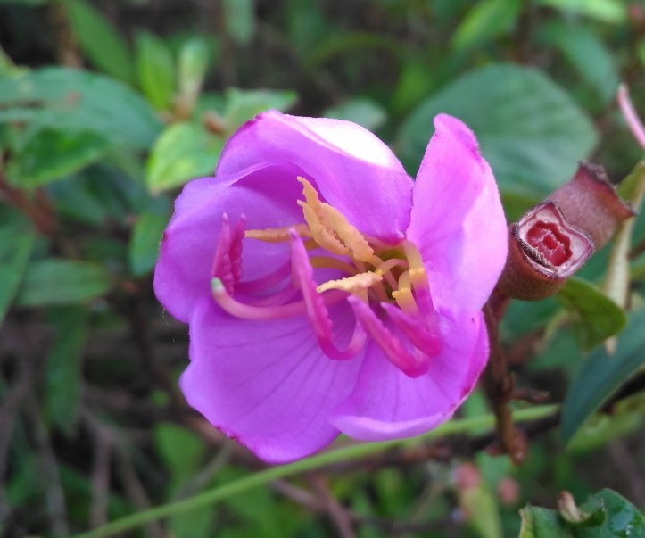 Bunga Senduduk mekar