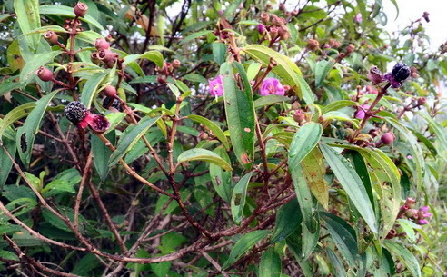Pokok Tanaman Senduduk