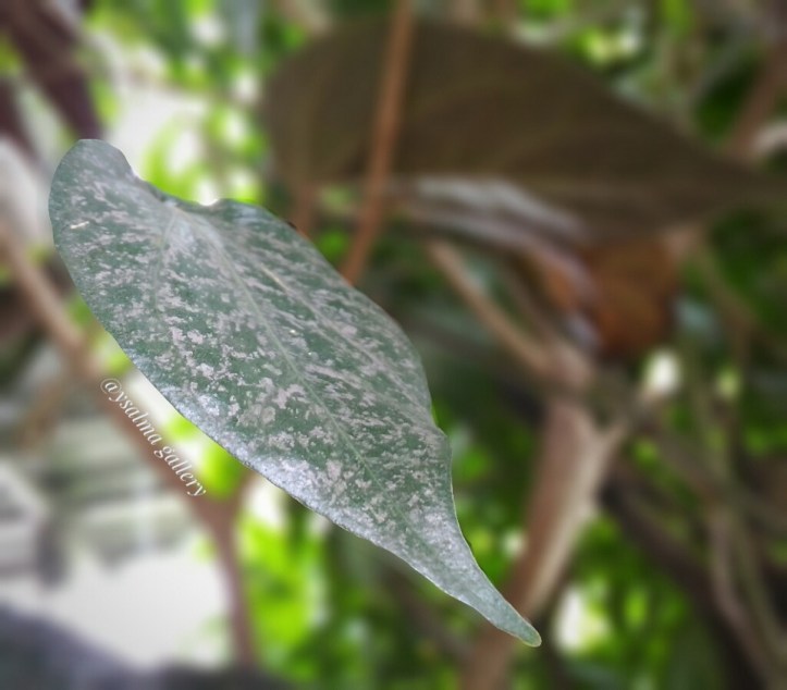 Mengatasi Mata Bintitan Dengan Rebusan Daun Sirih