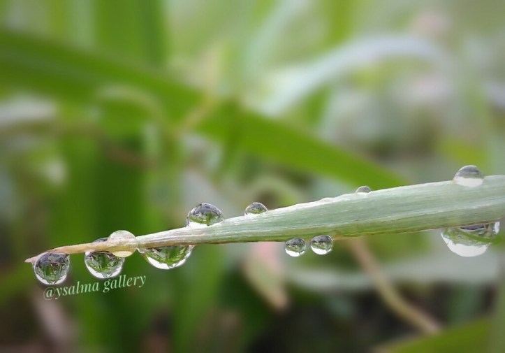 Photo Challenge Liquid - Embun