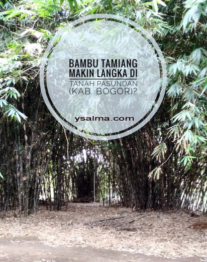 Bambu Tamiang Langka Bahan Alat Musik_YSalma