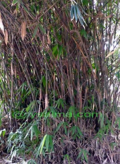 Rumpun Bambu Irateun_YSalma