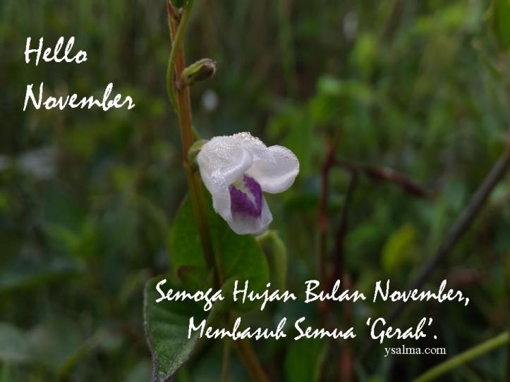 Hello November_YSalma