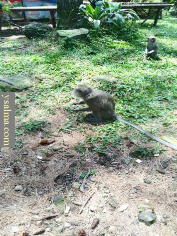 Monyet di Curug Nangka_YSalma