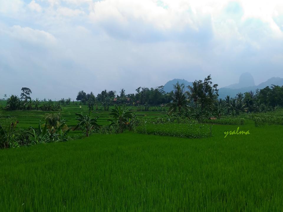 Hijaunya Pemandangan Menuju Curug Ciomas_YSalma