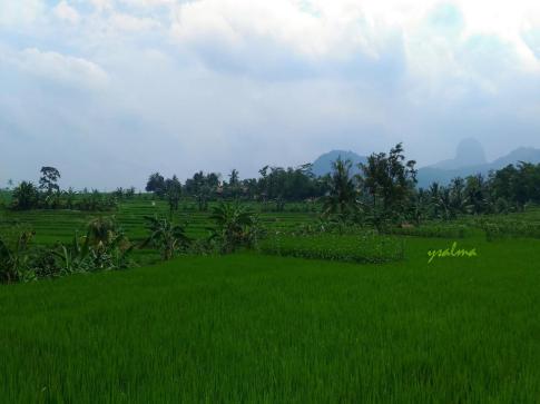 Hijaunya Pemandangan Menuju Curug Ciomas_YSalma