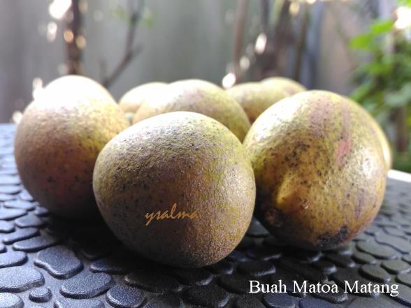 Buah Matoa Matang_YSalma