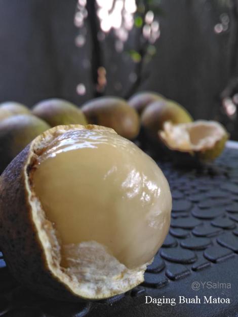 Daging Buah Matoa_YSalma