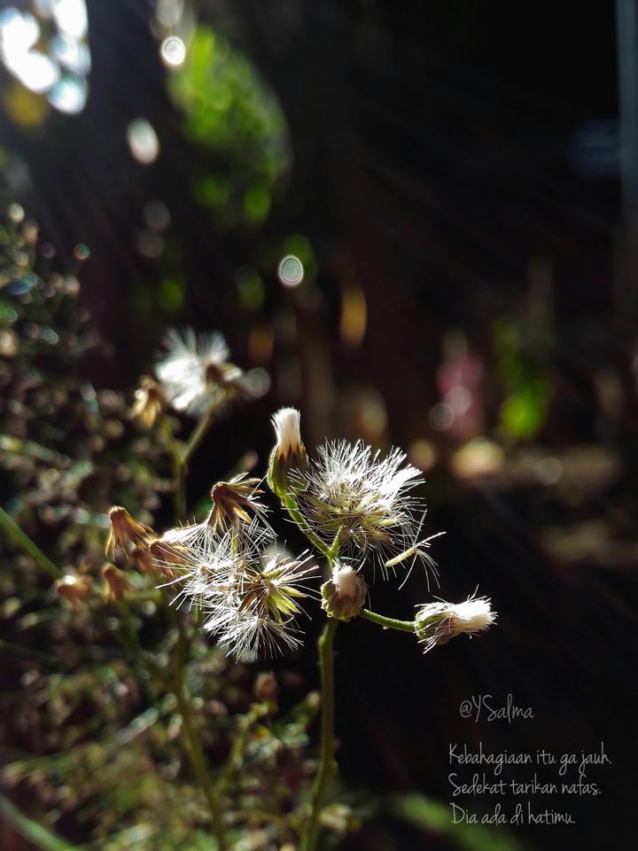 Foto Bokeh Alami Dengan Kamera Ponsel