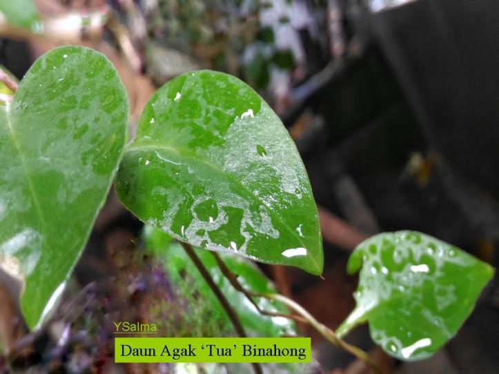 Bentuk Daun Binahong Unik