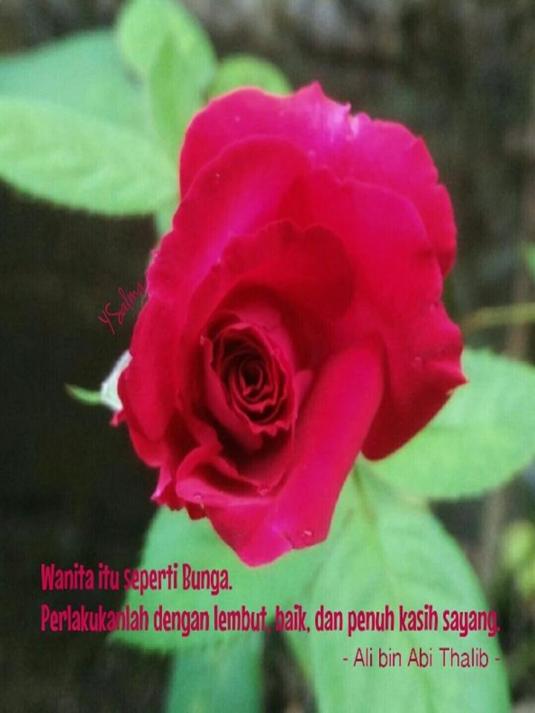 Wanita Ibarat Bunga Mawar yang merekah